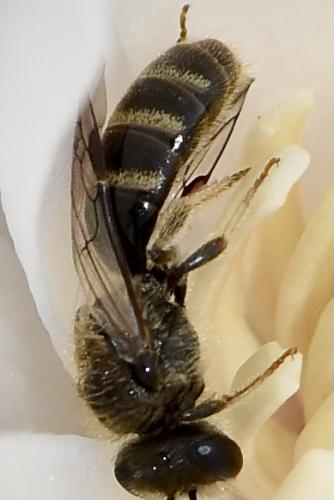 Réf. 314 307 : Lasioglossum sp.